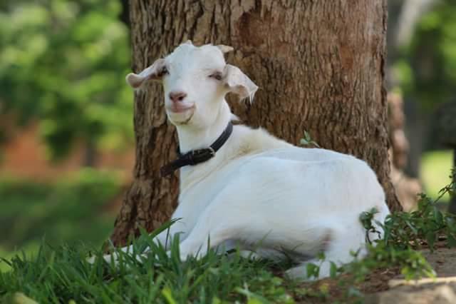 Fazenda Caturama Areal Ngoại thất bức ảnh